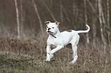 BOULEDOGUE AMERICAIN 026